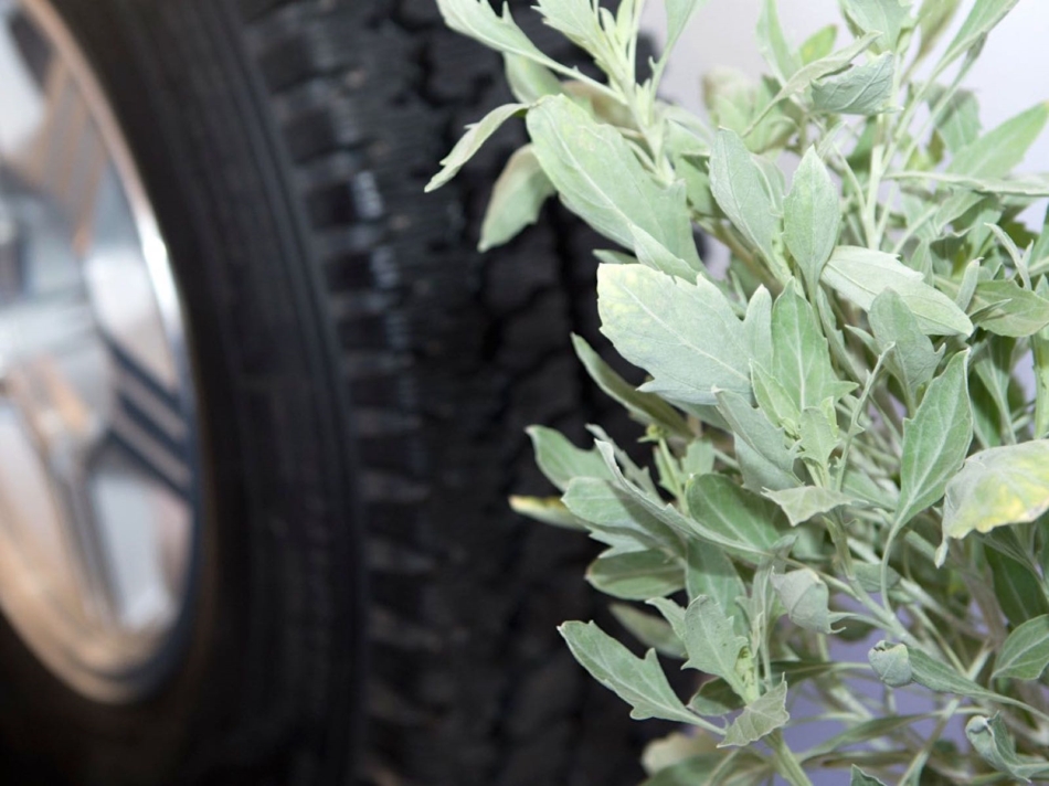A Bridgestone sivatagi cserjéből gyártana autógumit