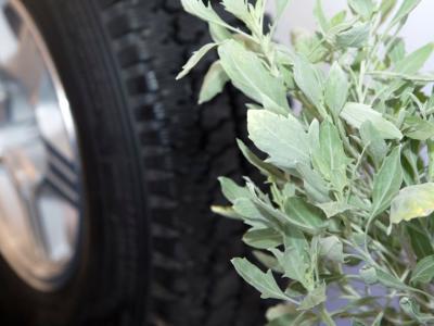 A Bridgestone sivatagi cserjéből gyártana autógumit